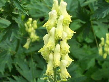 Prilbica žltá- vlčí mor - Aconitum vulparia (lycoctonum)