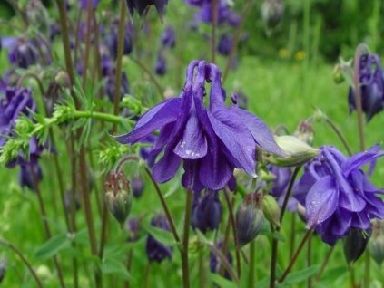 Orlíček obyčajný - Aquilegia vulgaris