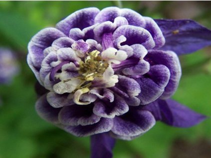 Orlíček obyčajný 'Winky Blue and White Double' - Aquilegia vulgaris 'Winky Blue and White Double'