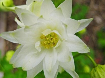 Orlíček obyčajný 'Winky White and White Double' - Aquilegia vulgaris 'Winky White and White Double'