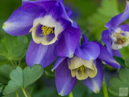 Orlíček vejárovitý 'Mini Star' - Aquilegia flabellata 'Mini Star'