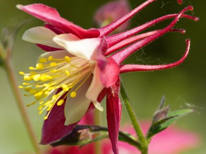 Orlíček veľkokvetý 'Crimson Star' - Aquilegia caerulea 'Crimson Star'
