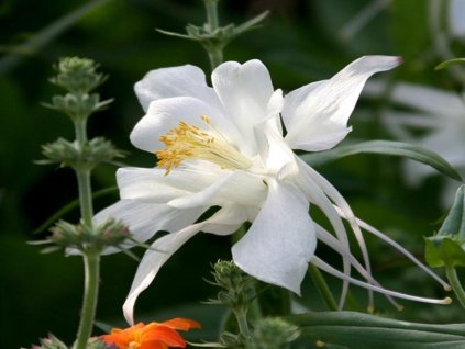 Orlíček veľkokvetý 'Kristal' - Aquilegia caerulea 'Kristal'