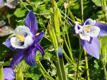 Aquilegia caerulea 'Spring Magic Blue and White'