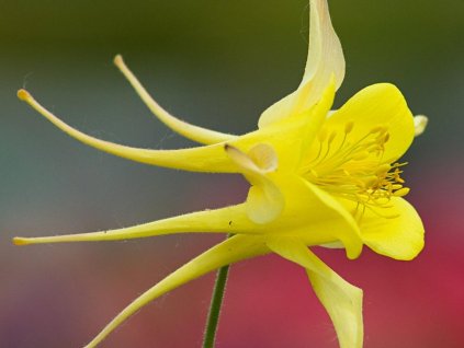 Orlíček zlatý 'Yellow Queen' - Aquilegia chrysantha 'Yellow Queen'