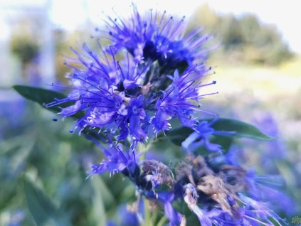 Bradavec klandonský 'Heavenly Blue'