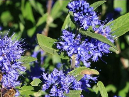 Bradavec klandonský 'Kew Blue'