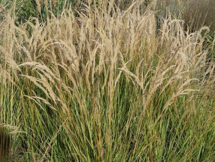 Stipa trstinová - Achnatherum calamagrostis