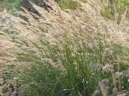Stipa trstinová - Achnatherum calamagrostis