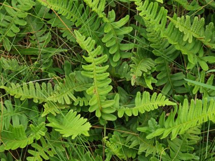 Sladič obyčajný  - Polypodium vulgare