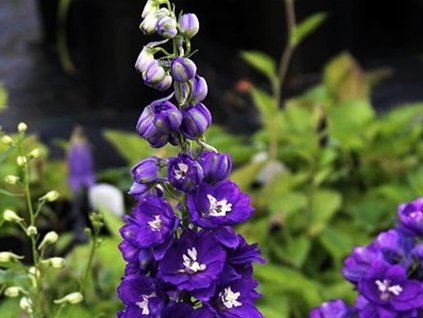 Stračonôžka 'Magic Fountains Dark Blue' - Delphinium 'Magic Fountains Dark Blue'