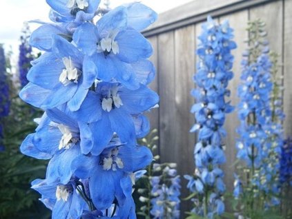 Stračonôžka Pacific-Serie 'Summer Skies' - Delphinium Pacific-Serie 'Summer Skies'