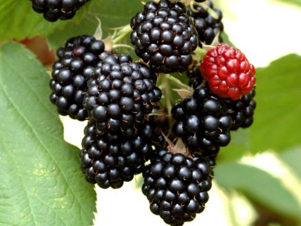 Černica 'Dirksen Thornless'