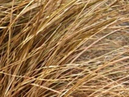 Ostrica hnedá 'Bronze Form' - Carex flagellifera 'Bronze Form'