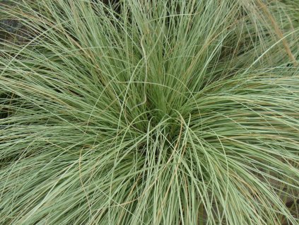 Ostrica chocholatá 'Amazon Mist' - Carex comans 'Amazon Mist'