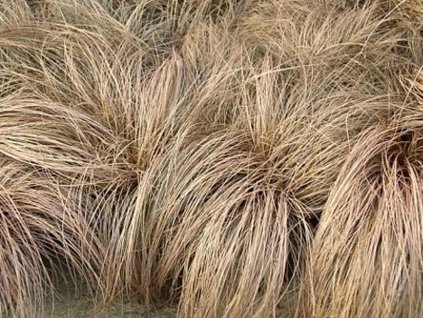 Ostrica chocholatá 'Bronze Form' - Carex comans 'Bronze Form'
