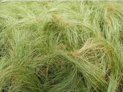 Ostrica chocholatá 'Frosted Curls' - Carex comans 'Frosted Curls'