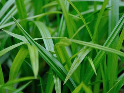 Ostrica japonská  'Irish Green' - Carex morrowii 'Irish Green'