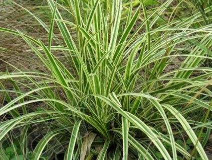 Ostrica japonská 'Gold Band' - Carex morrowii 'Gold Band'