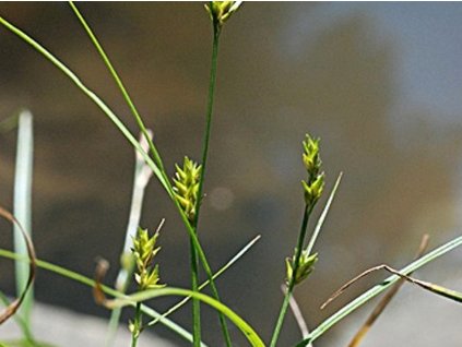 Ostrica oddialená - Carex remota
