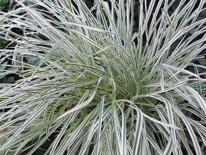 Ovsík vyvýšený 'Variegatum' - Arrhenatherum bulbosum 'Variegatum'