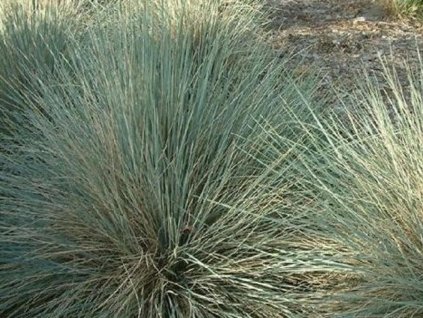 Ovsica stálozelená 'Pendula' - Helictotrichon sempervirens 'Pendula'