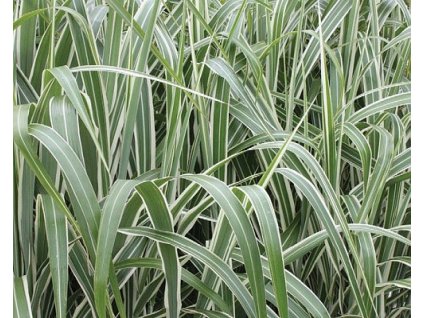Ozdobnica čínska ' Cosmopolitan' - Miscanthus sinensis 'Cosmpolitan'