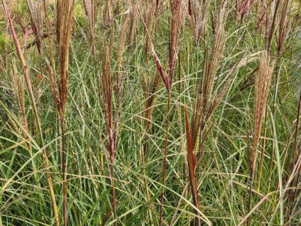 Ozdobnica čínska 'Dobromierz' - Miscanthus sinensis 'Dobromierz'