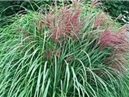 Ozdobnica čínska 'Dobromierz' - Miscanthus sinensis 'Dobromierz'