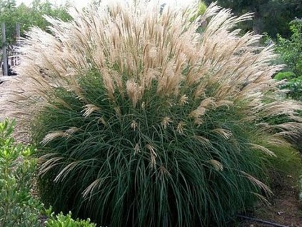 Ozdobnica čínska 'Kleine Silberspinne' - Miscanthus sinensis 'Kleine Silberspinne'