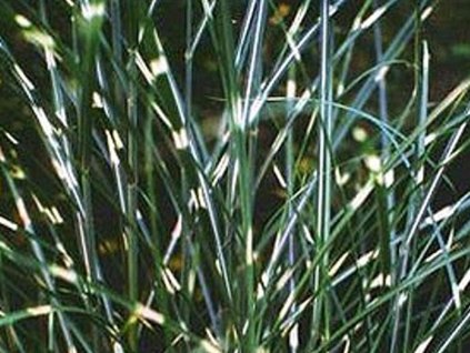 Ozdobnica čínska 'Punktchen' - Miscanthus sinensis 'Punktchen'