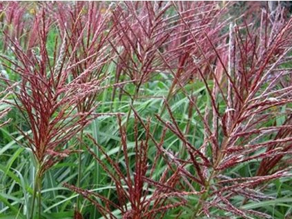Ozdobnica čínska 'Rotsilber' - Miscanthus sinensis 'Rotsilber'