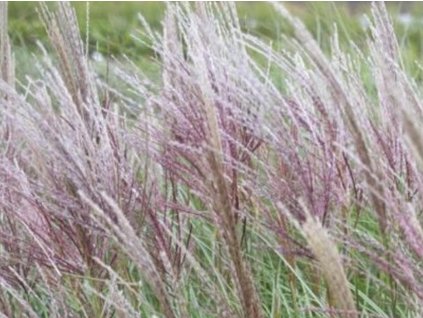 Ozdobnica čínska 'Silberspine' - Miscanthus sinensis 'Silberspine'