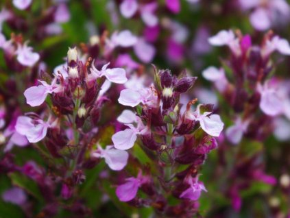 Hrdobarka kalamandra - Teucrium chamaedrys