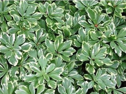 Pachysandra klasnatá 'Variegata' - Pachysandra terminalis 'Variegata'
