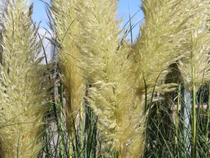 Pampová tráva 'Evita' - Cortaderia selloana 'Evita'