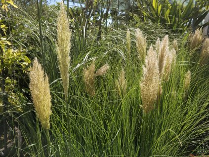 Cortaderia Pumila (1)