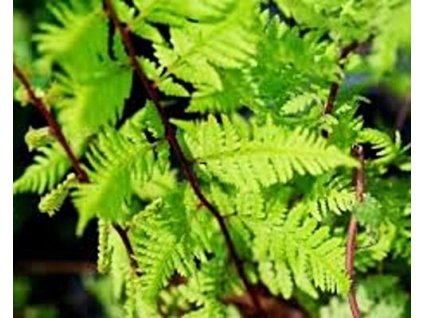 Papraďka samičia'Lady in Red'- Athyrium filix-femina 'Lady in Red'