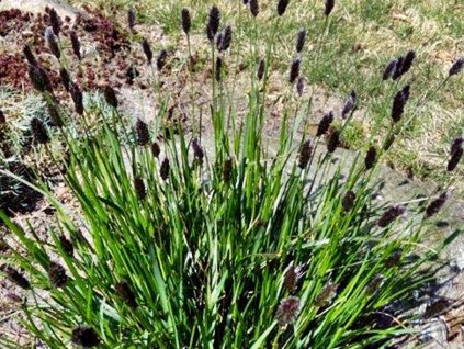 Ostrevka dlhosteblová - Sesleria heufleriana