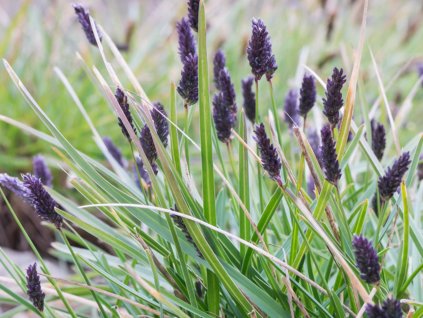 Ostrevka Sadlerova - Sesleria sadlerana