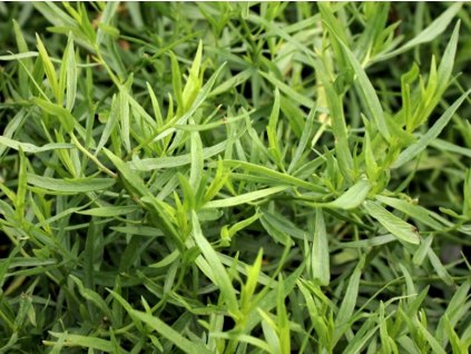 Palina dračia 'French Dragon' - Artemisia dracunculus 'French Dragon'