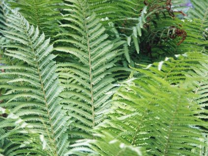 Perovník pštrosí - Matteuccia struthiopteris