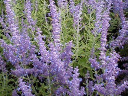 Perovskia hybridná Lacey Blue 'Lisslitt' - Perovskia atriplicifolia Lacey Blue 'Lisslitt'