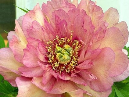 Pivonka itoh 'Hillary'
