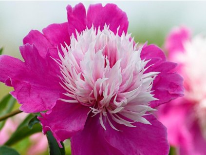 Pivonka čínska 'Celebrity' - Paeonia lactiflora 'Celebrity'