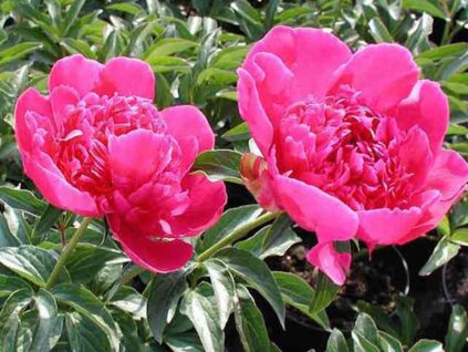 Pivonka čínska 'Felix Crousse' - Paeonia lactiflora 'Felix Crousse'