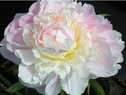 Pivonka čínska 'Shirley Temple' - Paeonia lactiflora 'Shirley Temple'