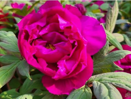 Pivonka drevitá 'Vínová poloplná'