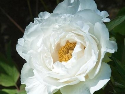 Pivonka drevitá 'Tamasudare' - Paeonia suffruticosa 'Tamasudare'