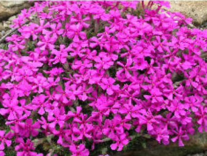 Flox šidlolistý 'Tycoon' - Phlox subulata 'Tycoon'